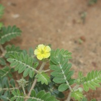 Tribulus terrestris L.